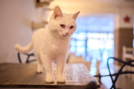 An Elegant Cat Sits Calmly in Soft and Inviting Warm Light, Exuding Tranquilityの写真素材