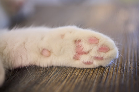An Adorable Close Up Perspective Showcasing a Cats Paws with Its Soft, Luxurious Furの写真素材