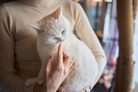 A Cute Cat Being Gently Held by Its Owner in a Cozy and Welcoming Home Environmentの写真素材