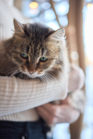 A Cute Cat Being Gently Held by Its Owner in a Cozy and Welcoming Home Environmentの写真素材