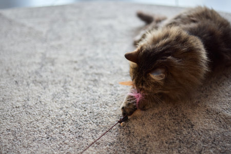A Playful Cat on a Soft Carpet Engaging with a Colorful Chew Toy in a Joyful Setting