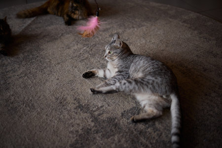 A Playful Cat on a Soft Carpet Engaging with a Colorful Chew Toy in a Joyful Settingの写真素材