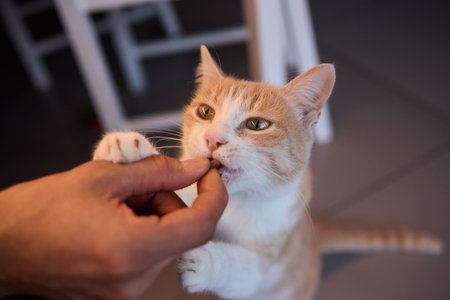 A Cat Happily Enjoying Delicious Treats Taken from a Gentle and Caring Hand Reaching Outの写真素材