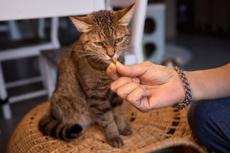 A Cat Happily Enjoying Delicious Treats Taken from a Gentle and Caring Hand Reaching Outの写真素材