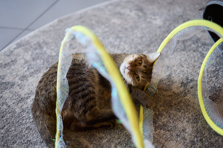 A Felidae with whiskers sits on fawn flooring near a tunnel