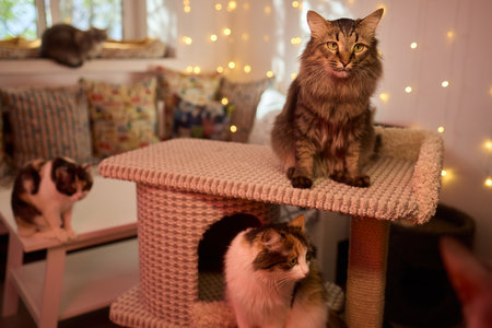 A cat with fur is lounging in a cozy cat bedの写真素材