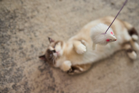 A Playful Cat is Joyfully Enjoying Its Leisure Time while Engaging with a Fun Toy