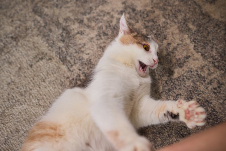 A Playful Cat Biting a Human Hand During Engaging Playtime Activities and Fun Momentsの写真素材