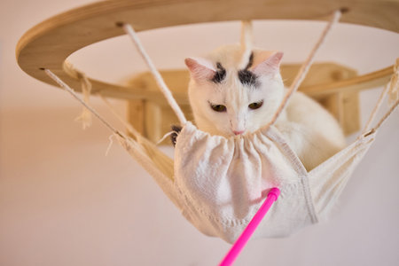 Charming and Adorable White Cat Resting Comfortably in a Cozy Hanging Bedの写真素材