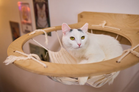 Charming and Adorable White Cat Resting Comfortably in a Cozy Hanging Bed, Looking Peacefulの写真素材