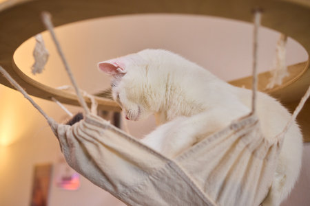 Charming and Adorable White Cat Resting Comfortably in a Cozy Hanging Bed, Looking Peacefulの写真素材