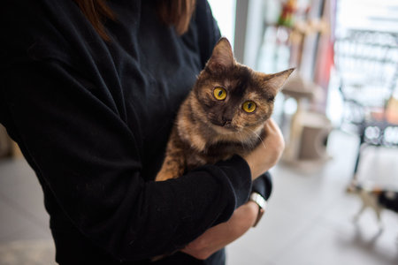 A Charming Cat, Comfortably Held in Hands, Showcasing Its Striking Eyesの写真素材