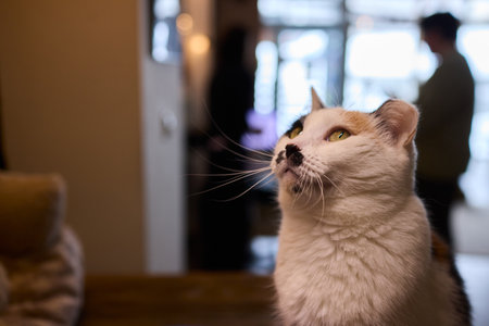 An Elegant Cat Sitting Gracefully in a Profile View, Radiating Charm and Beautyの写真素材