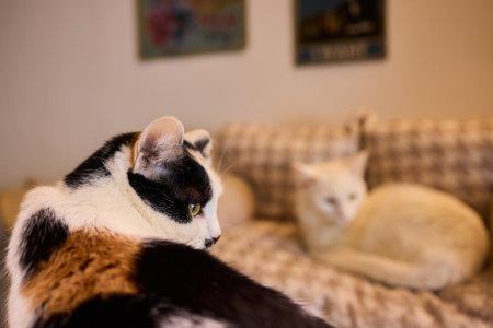 A curious cat playfully peeking over a cozy blanket in a warm, comfortable home