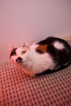 A curious cat playfully peeking over a cozy blanket in a warm, comfortable homeの写真素材