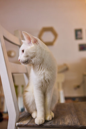 An Elegant and Beautiful Cat Sitting Comfortably in a Cozy Home Environmentの写真素材