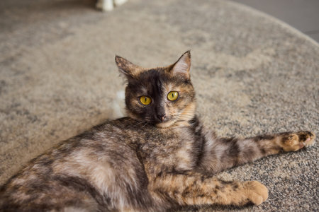 An Adorable Cat is Enjoyably Relaxing on a Colorful and Cozy Floor Mat in the Sunlightの写真素材