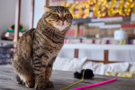 An Elegant and Beautiful Cat Sitting Comfortably in a Cozy Home Environmentの写真素材