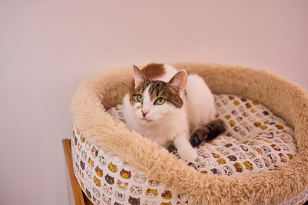 A curious cat playfully peeking over a cozy blanket in a warm, comfortable home