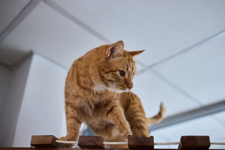 Charming Cat Nestled Comfortably Inside a Modern Honeycomb Shelf Designの写真素材