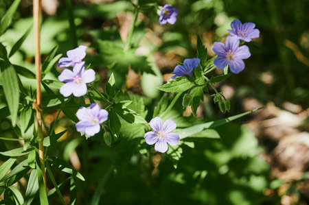 Wildflower meadow with poppies, cornflowers and daisies.の写真素材