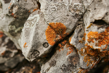 Moss, succulents, flowers and other plants on the rock background in mountain alpine zone.