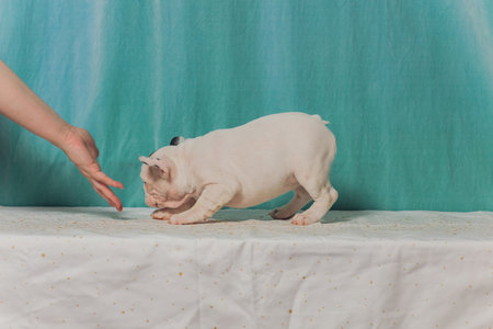 French bulldog lying down tired after walk.の写真素材