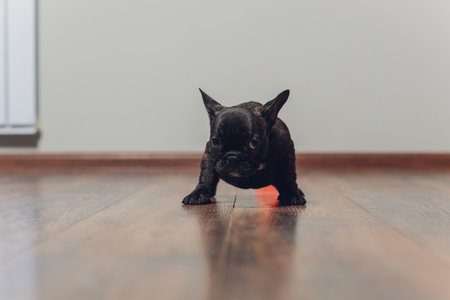 French bulldog lying down tired after walk.の写真素材