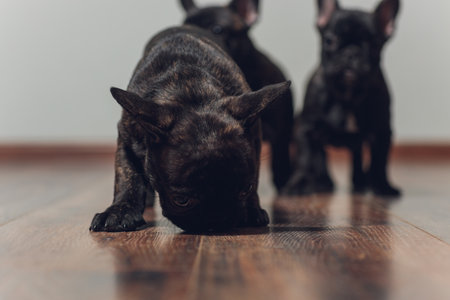 French bulldog lying down tired after walk.の写真素材
