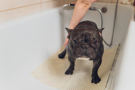 French bulldog at grooming salon having bath.の写真素材