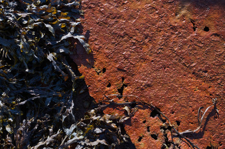 A Rocky Shoreline decorated with vibrant Seaweed and intricate Coral Texture formations