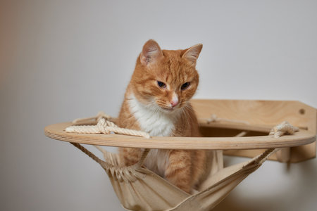 Funny domestic cat climbs up the cat pole.の写真素材