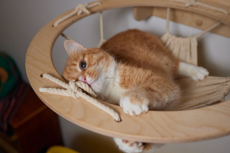 Funny domestic cat climbs up the cat pole.の写真素材