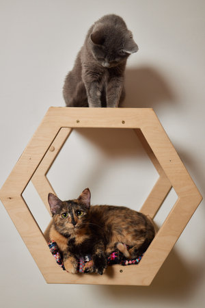 Domestic cat climbs up the cat pole.の写真素材