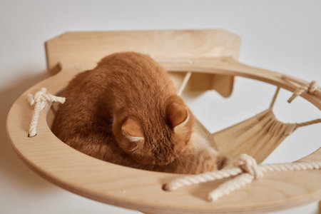 Funny domestic cat climbs up the cat pole.の写真素材