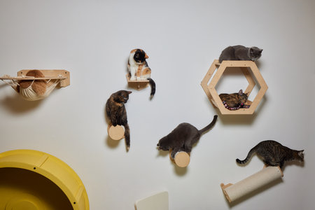 Funny domestic cat climbs up the cat pole.の写真素材