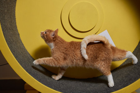 Smoky cat running on exercise wheel.の写真素材