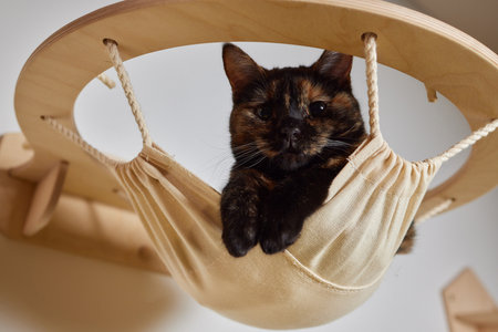 Funny domestic cat climbs up the cat pole.の写真素材