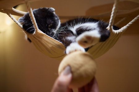 Funny domestic cat climbs up the cat pole.の写真素材