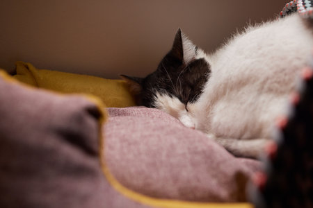 Beautiful cat in living room at homeの写真素材