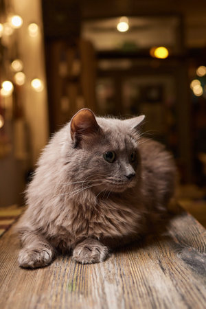 Beautiful cat at homeの写真素材