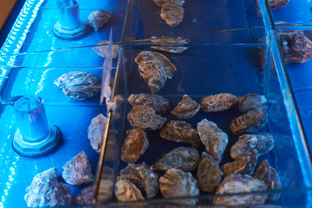 Oysters are cultivated in an Aquaculture System that utilizes Blue Lighting techniques