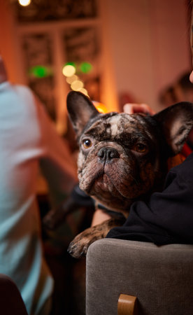 A Charming French Bulldog is Delightfully Relaxing in a Cozy and Inviting Atmosphereの写真素材