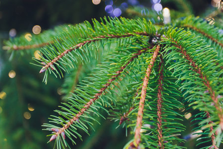Christmas lights hanging in a tree, tree branch.