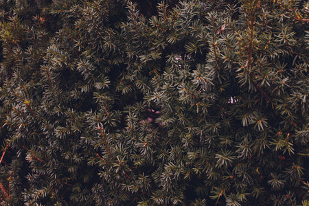 Christmas lights hanging in a tree, christmas tree branch.