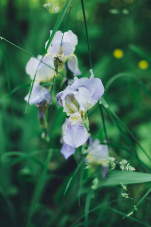 Beautiful meadow field with wild flowers. Spring or summer wildflowers closeup. Rural field. Environment.の写真素材