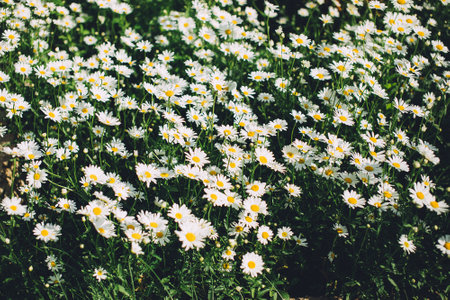 Flowering of daisies. Oxeye daisy, Leucanthemum vulgare, daisies, Common daisy, Dog daisy, Moon daisy. Gardening concept.の写真素材