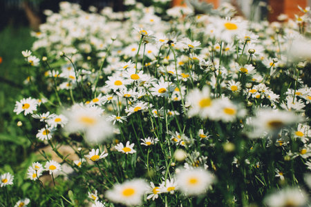 Flowering of daisies. Oxeye daisy, Leucanthemum vulgare, daisies, Common daisy, Dog daisy, Moon...