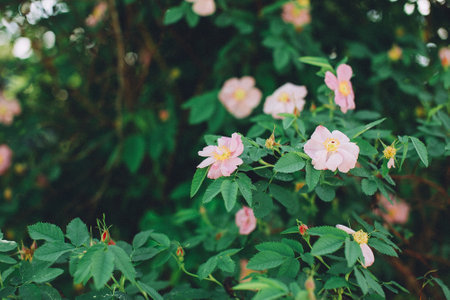 Beautiful meadow field with wild flowers. Spring or summer wildflowers closeup. Rural field.の写真素材