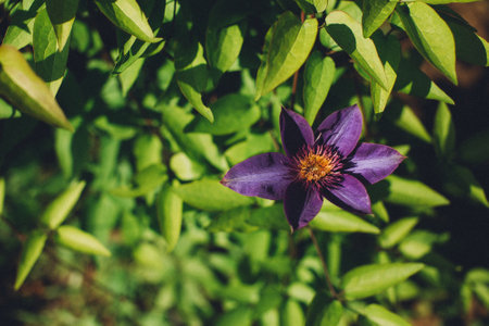 Beautiful meadow field with wild flowers. Spring or summer wildflowers closeup. Rural field.の写真素材